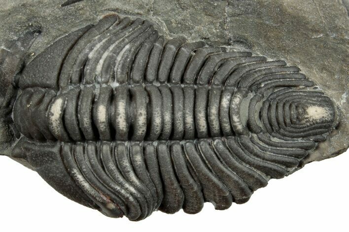 Pseudocybele Nasuta Trilobite - Fillmore Formation, Utah #254761